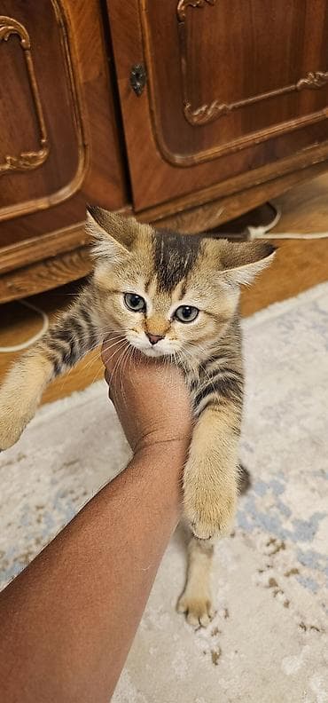 купить манчкина: 3 месяца, Мальчик, Приучена к лотку — 3