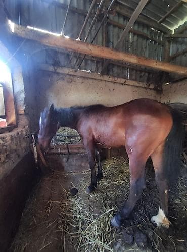 Продаю | Жеребец | Рабочий