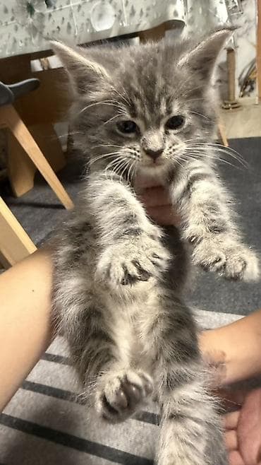 купить котенка бесплатно: Отдам котенка в хорошие и добрые руки!!! Котенку 1-1,5мес — 3