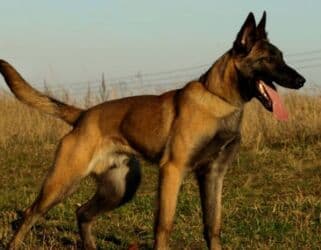 куда можно отдать собаку в бишкеке: Бельгийская овчарка, 2 месяца, Самец — 9