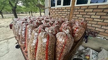 мапема малина: Сушёные абрикосовые косточки (ядра) в мешках - Натуральные ядра — 2
