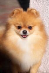 Вязка собак: Шпиц, 3 года, Самка — 14