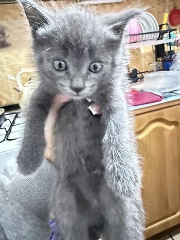 лысые кошки: Кошка даром: Беспородная, Девочка — 1