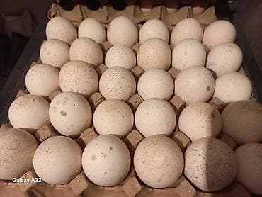 дакан товук: Продаю | Инкубационные яйца — 5