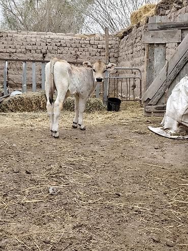 ветеринар вызов дом в бишкеке: Продаю | Бык (самец) | Полукровка | На откорм | Привязанные — 7