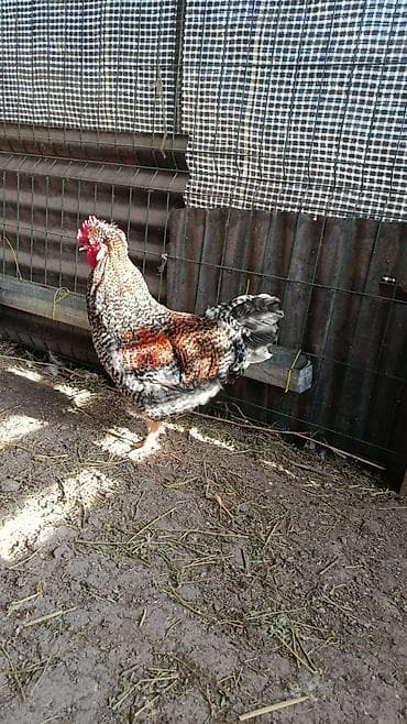 үй жаныбарлары: Сатам | Короздор | Көбөйтүү үчүн — 5