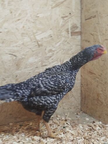 продажа охотничьих собак: Дакан тулок мекиш сатылат активный алмашу жолдору бар адрес Бишкек — 3