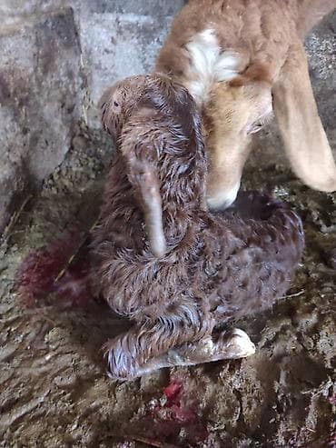 где купить черепаху: Продаю | Овца (самка) | Для разведения | Матка — 6