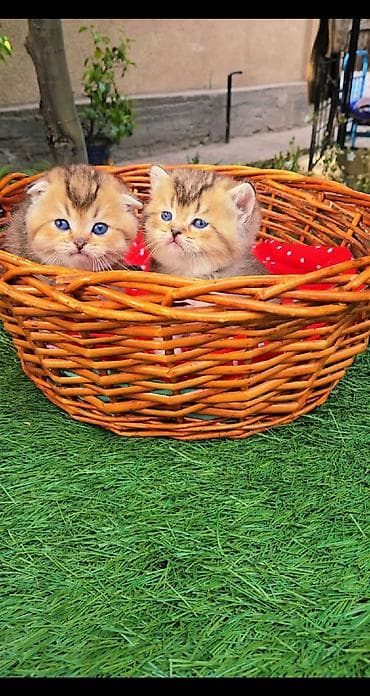 миниатюрные кошки: Шотландские котята от красивой пары. Scottish fold и straight — 7