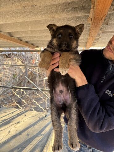 собака девочка: Немис овчаркасы, 2 айлык, Эркек, Эмделген — 2