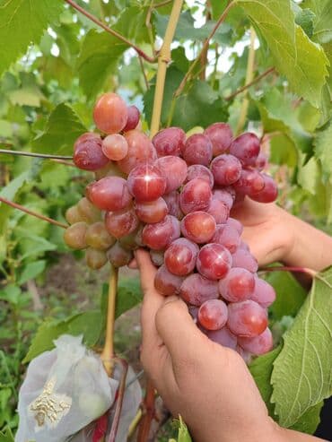 оптом овощи и фрукты: 2-летние саженцы винограда. Все сорта винограда на фото исключительно — 8