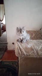 вислоухая кошка сколько стоит: Котята в добрые и ответственые руки. Кушают все и китекет тоже. Кашку — 17