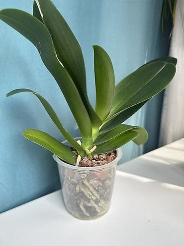 сколько стоит орхидея: Взрослые орхидеи, в данный момент не цветут, адаптированны, здоровая — 7