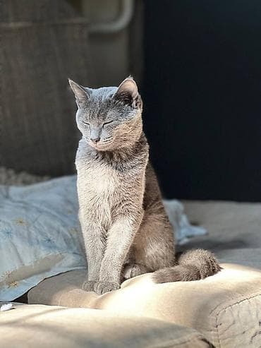 кошка породистые: Кошка даром: Беспородная, 1 год, Девочка, Кастрирована, Приучена к лотку — 1