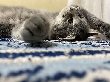 цена вислоухой кошки: Кошка даром: Беспородная, 1 год, Девочка — 2