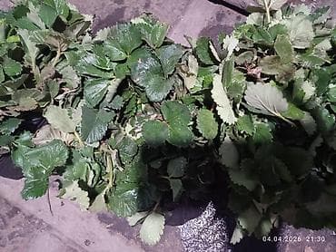 кето: Рассада ремонтантных сортов клубники: Альбион, Кабрилло, Мурана. - — 2