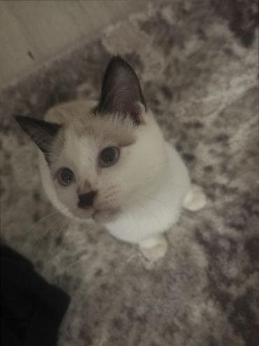 Мышык кууту: Котёнок с яркими голубыми глазами и колор-поинт окрасом. Основная — 2