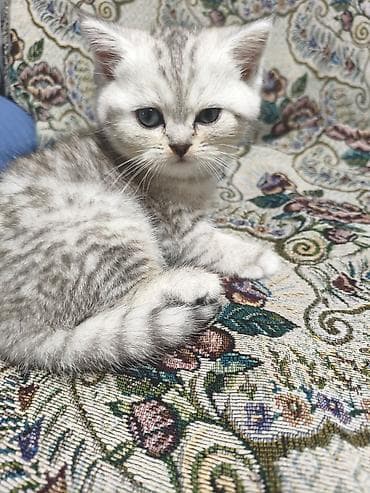перо: Британский котёнок, серебристая шиншилла (околотикующий окрас — 3