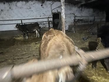 Иттер: Сатам | Уй (ургаачы), Кунаажын — 1