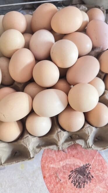 продаю яйцо: Куриные яйца, свежие, натуральные, бежево-кремовой окраски — 1
