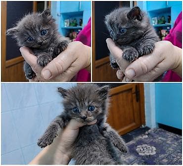 шотландский котята: 🐾 Продам котят шотландской/британской породы 🐾 Очаровательные котята — 1
