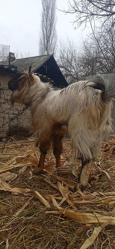 продаю пиявки: Козел порода альпиец возраст 1,10ме хоть на раз. хоть на забой цена — 2