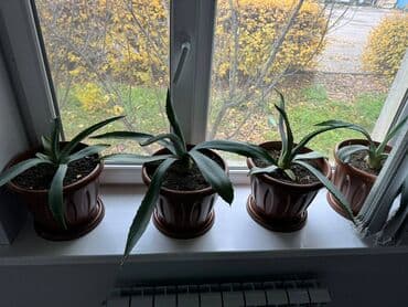 продам рассаду помидор: Продаю настоящую мексиканскую АГАВУ . растению (2 года) торг — 3