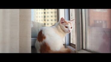 фото увеличитель: Продам Анаморфную насадку. Ищете способ добавить кинематографичности — 9