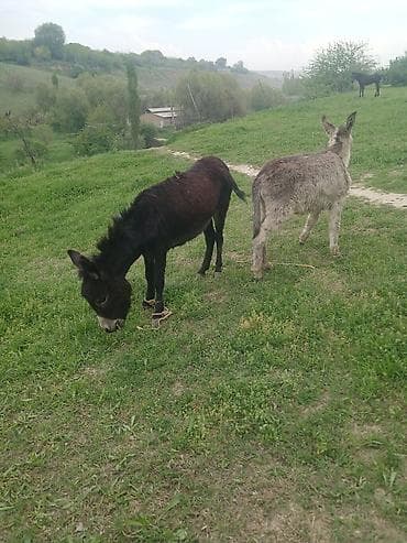 Эне бала эшек сатылат келишим турдо