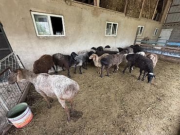 овцы токмак: Продаю | Овца (самка) | На забой — 5