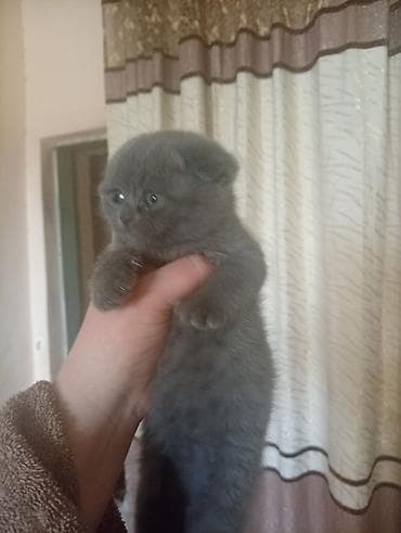 Башка жаныбарлар: Плюшевые котята серо-голубого окраса.писать только Вацап бронирование — 5