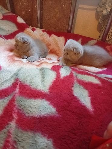 перья: Шотландские вислоухие котята (Scottish Fold), окрасы серо-голубой и — 9