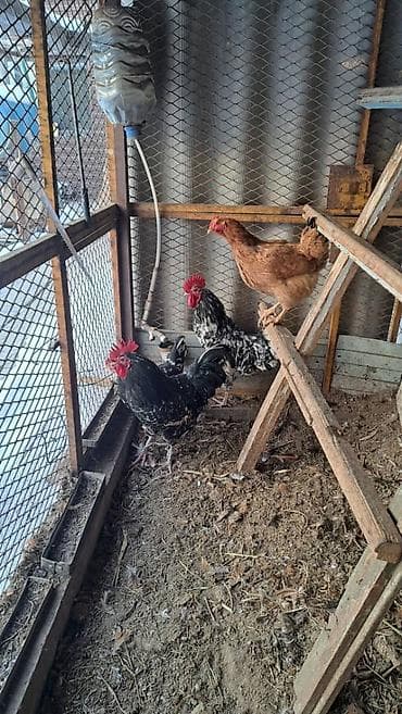 Молодые здоровые петухи на племя. Порода несушки. Находится в с