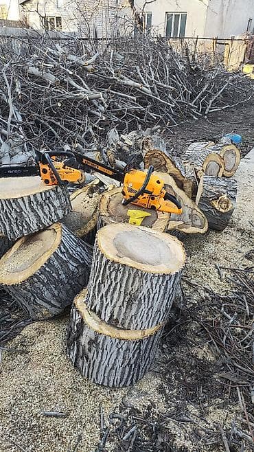 баштай мака: Бак кыябыз бардык турлорун абреска кылабыз отун кылып даярдайбыз? — 1