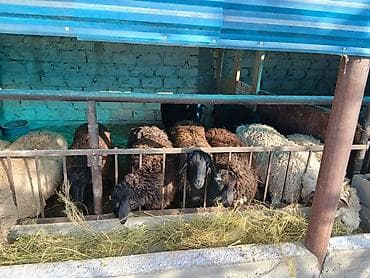 курица живой: Продаю | Овца (самка) | Гиссарская, Арашан | На забой, Для разведения | Матка — 4