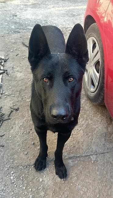 Овчарка, 2 года, Самец, С родословной