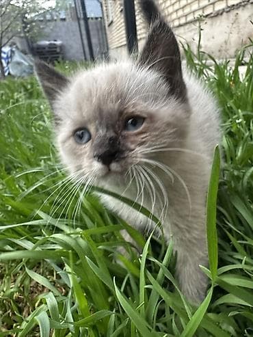 дом для кош: Рэгдолл, 2 месяца, Мальчик, Приучена к лотку — 4