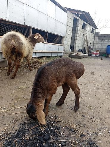 гисар бараны: Продаю | Овца (самка) | Для разведения | Матка — 3