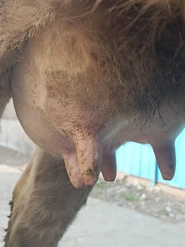 кара джигач: Продаю | Корова (самка) | Для молока — 5