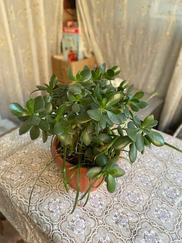 купить саженцы: Молочай от 700-1000 с в зависимости от размера — 8