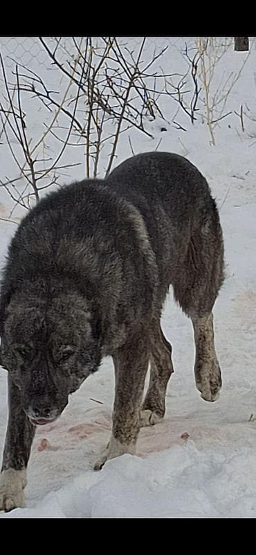 собаки продажа: . абориген. старотипная средниазиатская Щенки крупной рабочей породы — 4