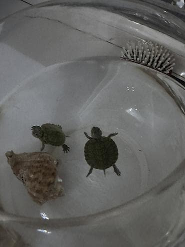 фильтр для пруда: Малыши водные черепахи (примерно 3–4 см панцирь). Активные, хорошо — 2