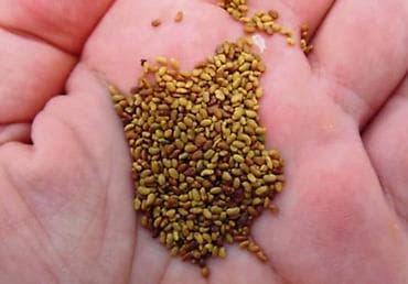 драгон фрукт: Семена кормовых растений: Люцерна — 1