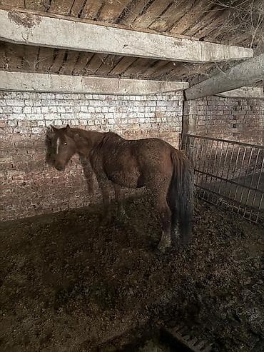 кролик баран: Продаю | Жеребенок | Для разведения — 2