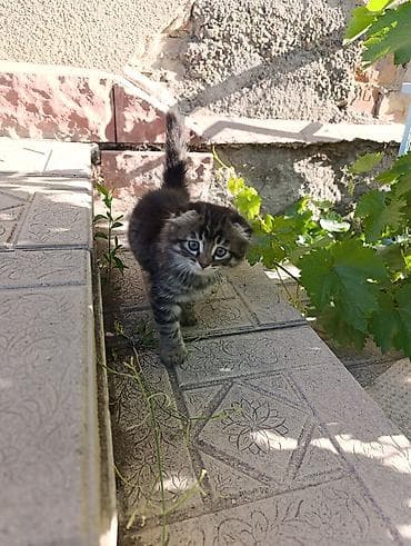 голая кошка сфинкс цена: Кошка даром: Беспородная, 2 месяца, Девочка, Приучена к лотку — 8