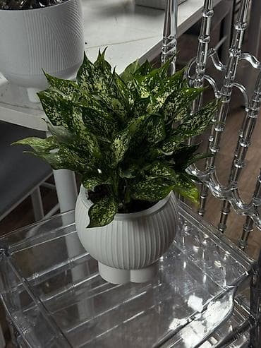 принадлежности для аквариума: Комнатные растения в декоративных кашпо 1) Замиокулькас (Zamioculcas — 2