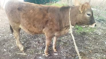 продажа каровы: Продаю | Бык (самец) | На откорм | Привязанные — 5