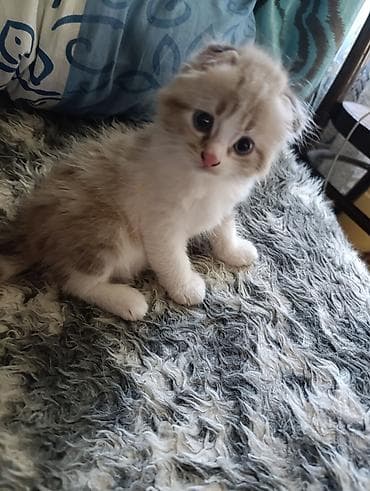 d cat: Скотиш Фолд (Шотландская вислоухая), 1 месяц, Девочка, Лиловый, Метис, Приучена к лотку — 1