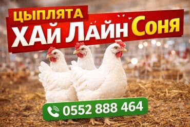 мальки рыб: Продаю | Куры, Цыплята | Хай-Лайн Браун, Хай-Лайн Соня Грей | Для разведения, Несушки — 1