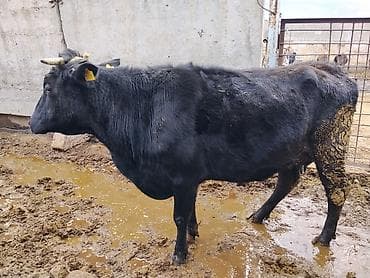 кальций для животных: Продаю | Корова (самка) | Для молока — 1